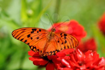 Royalty Free Photo of a Gulf Fritillary (Euptoieta Claudia) Butterfly on a Red Flower