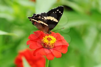 Royalty Free Photo of a Banded Peacock (Anartia Fatima) Butterfly on a Flower