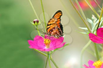 Royalty Free Photo of a Butterfly on a Flower
