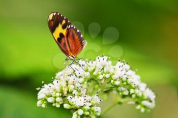 Royalty Free Photo of a Tiger Mimic Butterfly on a Flower