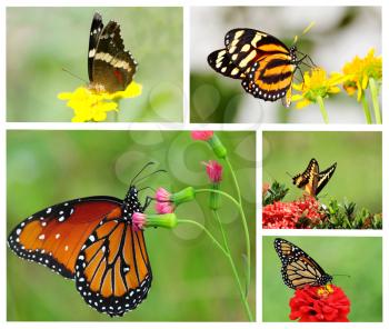 Royalty Free Photo of a Collage of Butterflies