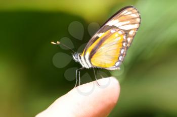 Royalty Free Photo of a Tiger Mimic Butterfly on a Finger