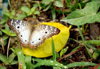 Royalty Free Photo of a Butterfly Resting on a Leaf