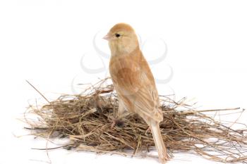 Royalty Free Photo of a Bird on a Nest