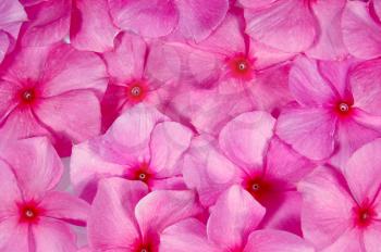 Royalty Free Photo of a Closeup of Pink Flowers