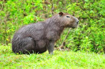 Large capibara male sitting on the grass by a small pond in the rain forest near Chagres river in near the Panama Canal.