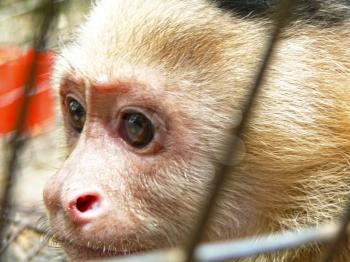 Macro shot of a Capuchin monkey face inside a wire cage being captive