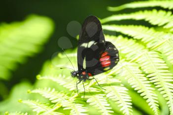 Beautiful  Cattleheart butterfly on a fern  leaf ia a tropical forest