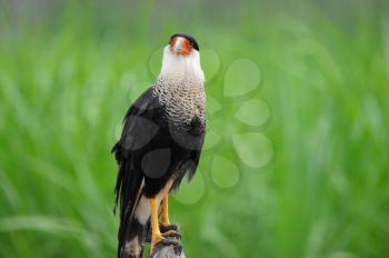 Crested Caracara (Caracara cheriway)  perched on a fence post