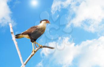 Crested Caracara (Caracara cheriway)  perched on a tree branch with a beautiful blue sky