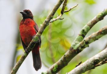 Beautiful Crimson-backed Tanager (Ramphocelus dimidiatus) perched on a tree branch