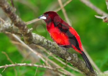  Beautiful Crimson-backed Tanager (Ramphocelus dimidiatus) perched on a tree branch