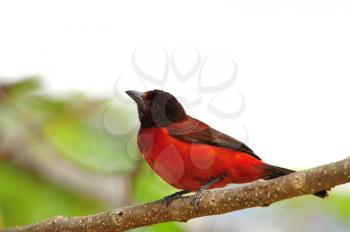 Beautiful Crimson-backed Tanager perched on a tree branch in the rain forest of Panama
