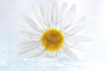 Beautiful daysi flower with rain drops in a macro shot