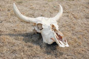 Cow skull on a very dried and dead land