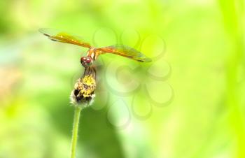 Beautiful  dragonfly perched on a  wild flower in a field