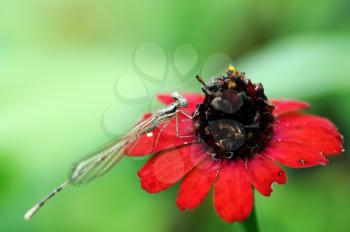 Beautiful  dragonfly perched on a  red flower