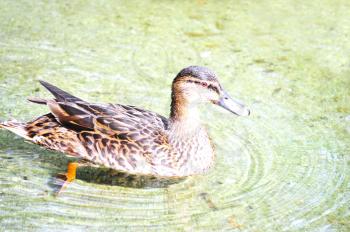 Single mallard female duck on a pond