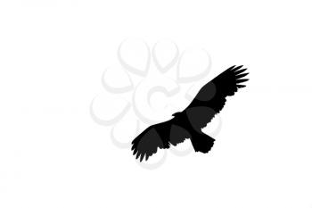 Eagle silhouette isolated on a white background


