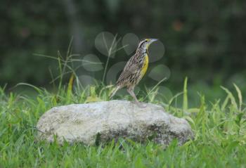 Eastern meadowlark bird perchen on a rock