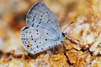 Eastern Tailed-blue (Cupido comyntas) hairstreak butterfly taking mineral from a rock bed