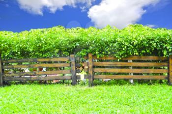Wooden fence nd hedge with a blue sky  in the background 
