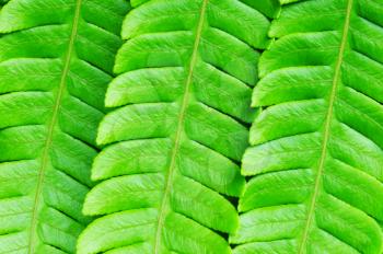 Macro shot of a  lushly green fern leaves as a background