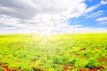Field of flowers with a beautiful blue sky and puffy clouds