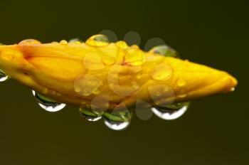 Macro shot of a flower bud with rain drops 