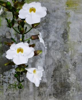 White beautiful flowers over a weathered concrete wall with copy space for your text