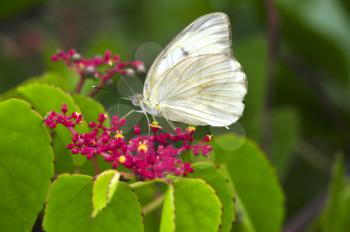Giant White (Ganyra josephina) Butterfly feeding on some flowers