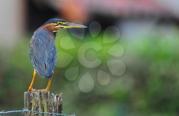  Beautiful Green Heron (Butorides virescens) perched on a fence post