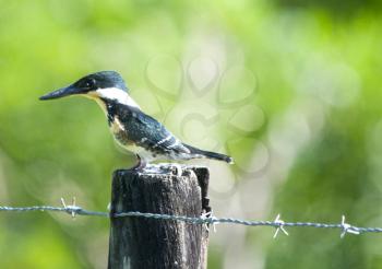 Beautiful Green Kingfisher (Choroceryle americana)  female getting ready to jump into the water for food