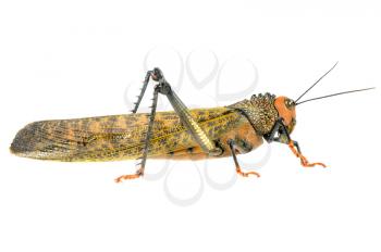 Locust isolated on a white background