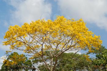 Beautiful Guayacan tree in full bloom in the rain forest of Panama
