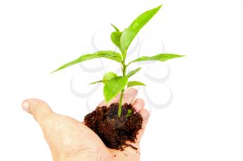Man's hand holding a small tree isolated on white