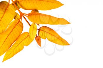 Golden leaves isolated on a white background