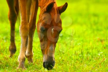 Macro shot of a horse eating grass