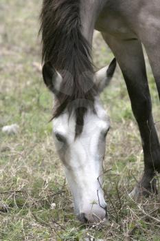Close up shot of a gray horse eating grass