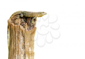 Brown iguana on top a tree trunk isolated on white