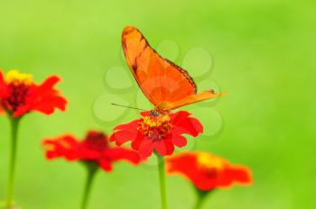 Beautiful Julia Heliconian( Dryas iulia) butterfly posed on a flower feeding