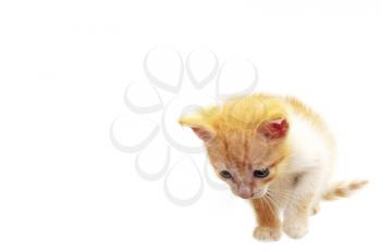 Little kitten at attention looking at something isolated on white