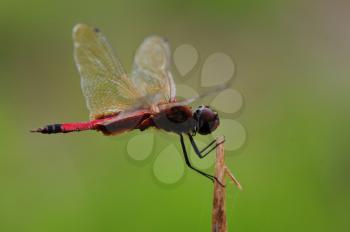 Macro shot of a dragon fly perched on a dried stem