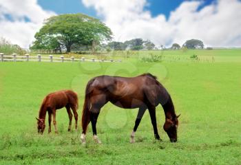 Mare and her colt eating grass in a pasture field