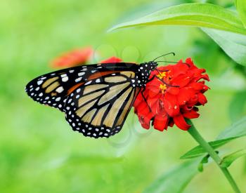 Beautiful Monarch (Danaus plexippus) butterfly posed on a red flower feeding
