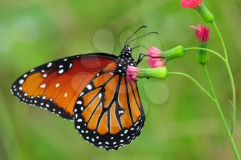 Beautiful Queen (Danaus gilippus) butterfly posed on a red flower feeding