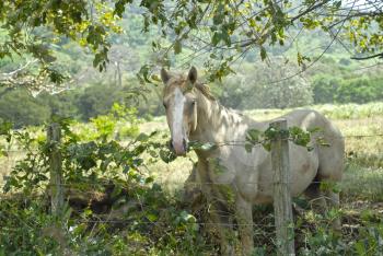 Beautiful Palomino stallion horse by a barbwire fence in a farm
