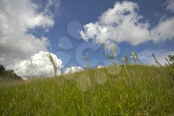 Pasture field with green tall grass and beautiful blue sky