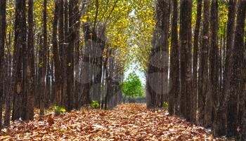 Beautiful teak tree path with fallen dried leaves on the ground