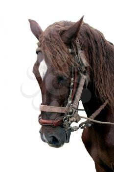 Profile of a beautiful Peruvian paso Stallion